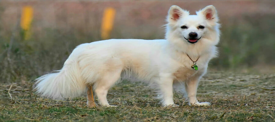 How to Start an Instagram Account for Your Dog